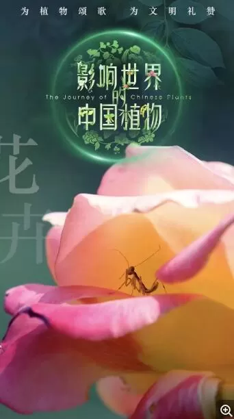 [影响世界的中国植物 2019][央视纪录片][10集][国语配音中文字幕] 1080P下载