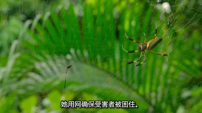 QQ截图20250109193234.jpg