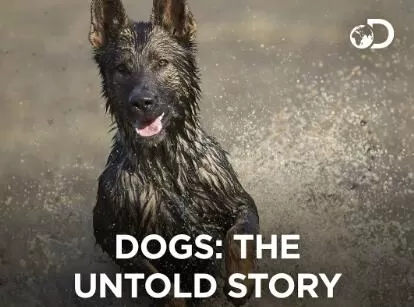Discovery纪录片[汪星人的故事 Dogs_The Untold Story]第一季共5集 英语中字1080P下载